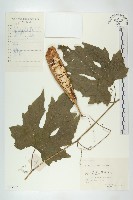 括樓藏品圖，第1張