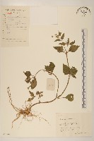 小米菊藏品圖，第1張