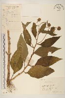 塊根向日葵藏品圖，第1張