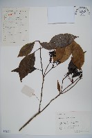 高山莢迷藏品圖，第1張