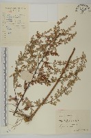 蒿子藏品圖，第1張