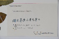 朱紅水木藏品圖，第2張