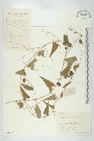 合子草藏品圖，第1張