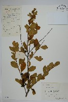 鼠李冬青、滿樹星藏品圖，第1張