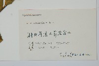 鼠李冬青、滿樹星藏品圖，第2張