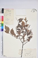 米飯花藏品圖，第1張