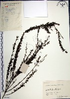 鐵掃帚、千里光藏品圖，第1張