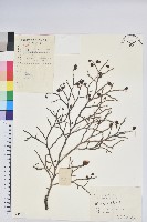 扁枝越橘藏品圖，第1張