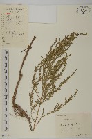 臭杏、土荊芥藏品圖，第1張