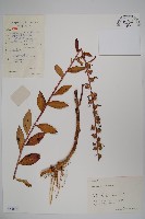 江南山梗菜藏品圖，第1張