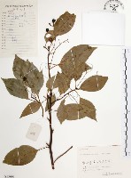 樟樹藏品圖，第1張