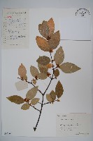 臘梅藏品圖，第1張