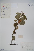 狹葉莢迷藏品圖，第1張