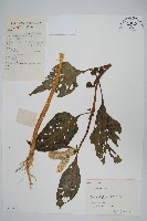 雞冠花藏品圖，第1張