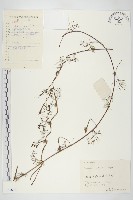 蔦蘿藏品圖，第1張