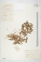 中國菟絲子藏品圖，第1張