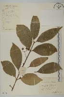 刺果衛矛藏品圖，第1張