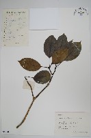 樹參藏品圖，第1張