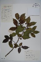 刻脈冬青藏品圖，第1張