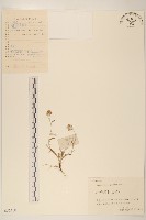 父子草、天青地白藏品圖，第1張