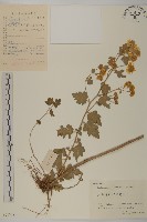 油菊、野菊藏品圖，第1張