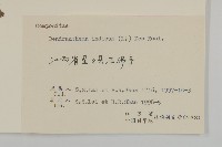 油菊、野菊藏品圖，第3張