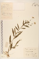 全葉馬蘭藏品圖，第1張