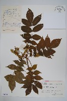 毛漆樹藏品圖，第1張