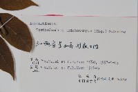 毛漆樹藏品圖，第2張