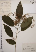 大青藏品圖，第1張