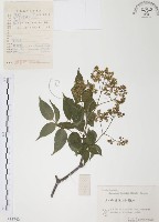 灰色木藍藏品圖，第1張