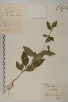 杓兒菜藏品圖，第1張