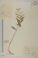 香青藏品圖，第1張