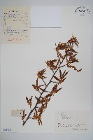 雷公鵝耳櫪藏品圖，第1張