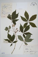 剛毛五加藏品圖，第1張