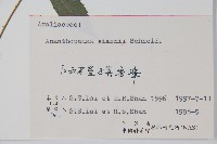 剛毛五加藏品圖，第2張