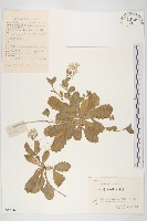 匐匍南薺藏品圖，第1張