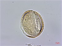 匐匍南薺藏品圖，第2張