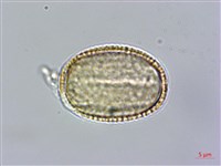 匐匍南薺藏品圖，第3張