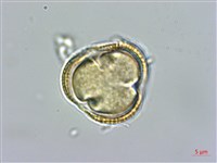 匐匍南薺藏品圖，第4張