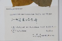 牛皮消藏品圖，第2張