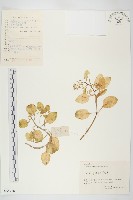 大葉火焰草藏品圖，第1張