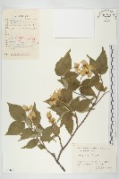 四照花藏品圖，第1張