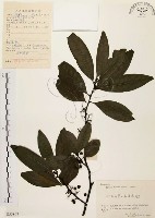 山胡椒藏品圖，第1張