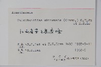 杜根藤藏品圖，第2張