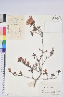 唐杜鵑、大屯杜鵑、中原氏杜鵑藏品圖，第1張