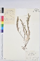 蜜柑草藏品圖，第1張