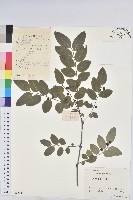 青灰葉下珠藏品圖，第1張