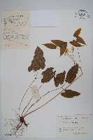 光葉淫羊藿藏品圖，第1張