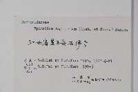 光葉淫羊藿藏品圖，第2張